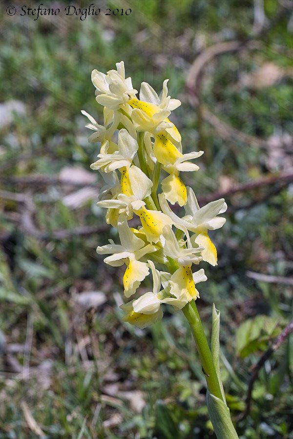 Orchis pauciflora - monti Lucretili